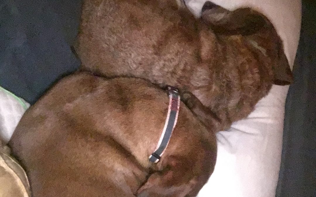 Puppy love!
